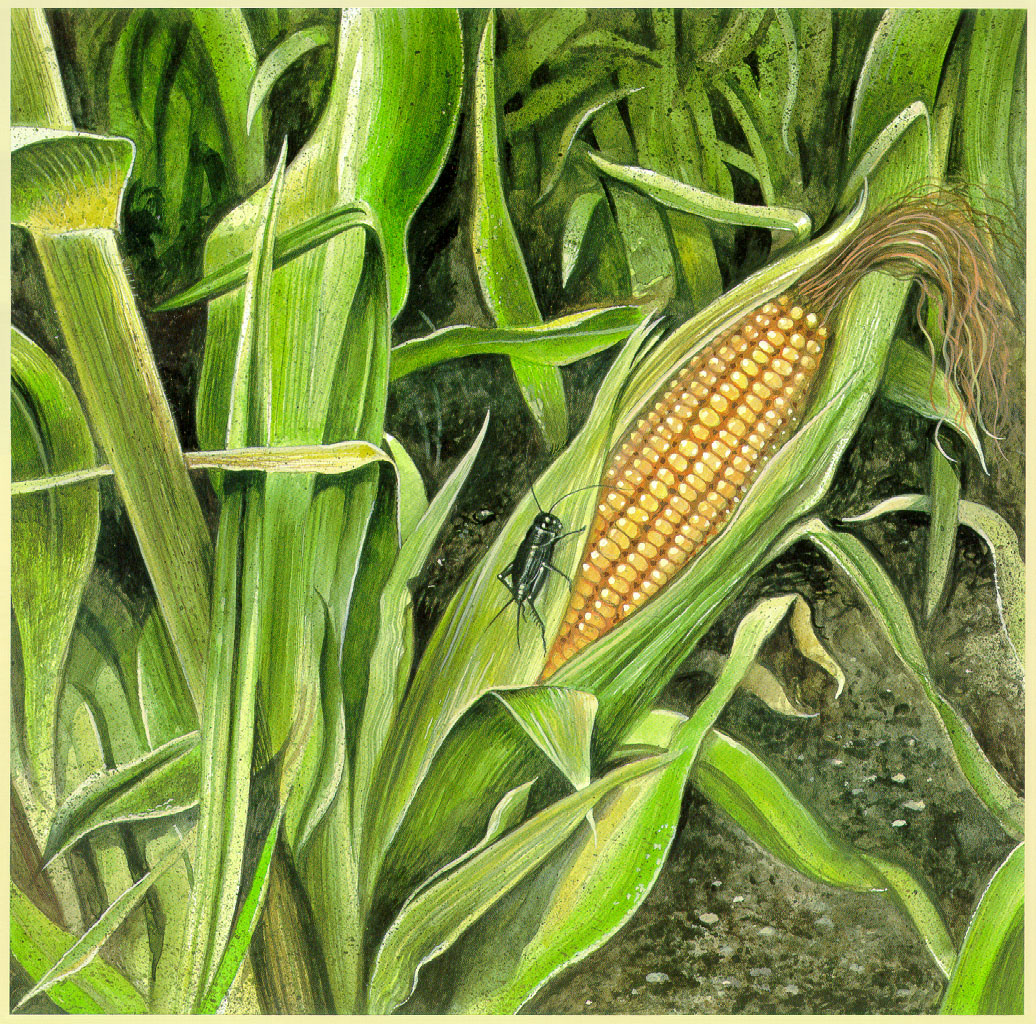 grassroots (09),绘本,绘本故事,绘本阅读,故事书,童书,图画书,课外阅读